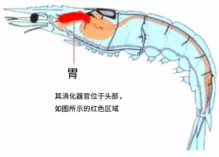 而不是我们想象的腹部它的消化器官位于头部野生北极虾是生活在水中的