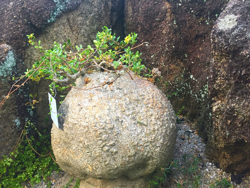 比如多肉植物区森林性多肉植物馆里的这株 属于萝藦亚科火星人属植物