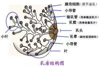 其中负责泌乳的是乳腺组织,由15~20个乳腺叶构成,而乳腺叶又由许多