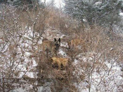 马犬会打猎?其实有个重要的问题你可能还不知道