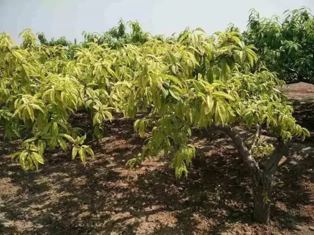 植保桃树根腐病的辨别和防治方法你都了解吗