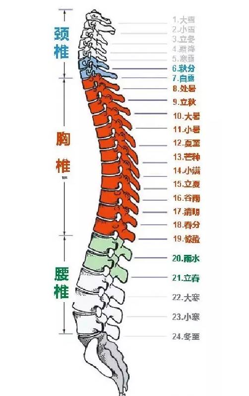 高清脊椎图