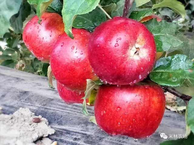 果实品质~~~ "嘎玛"苹果 西藏林芝市米林农场 肉质香脆,汁多浓郁