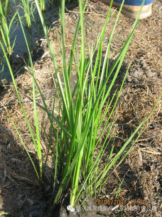 日本藨草,扁秆藨草,水莎草俗称三棱草狼把草:鬼杈萤蔺:水葱子雨久花