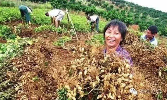 割稻谷,挖花生,打板栗……还有你童年的味道!咱汉寿的