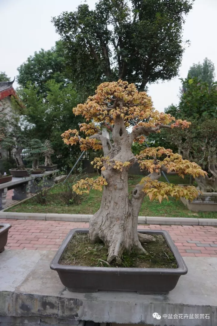 姚民建老师的果树盆景园满园石榴,山楂,苹果,棠梨,海棠等果树盆景,盆