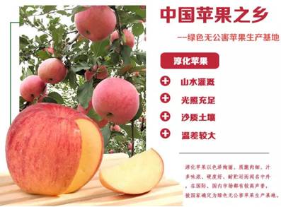 淳化苹果甲天下-中国苹果之乡