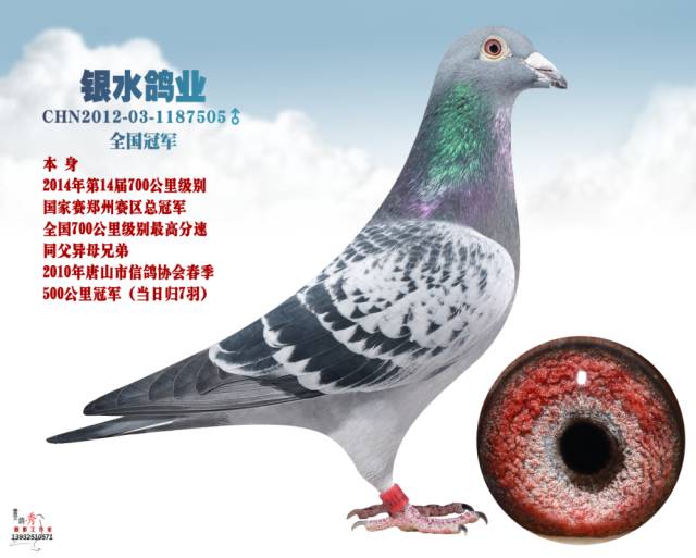 【图集】从来不卖鸽子的鸽业----河北唐山银水鸽业