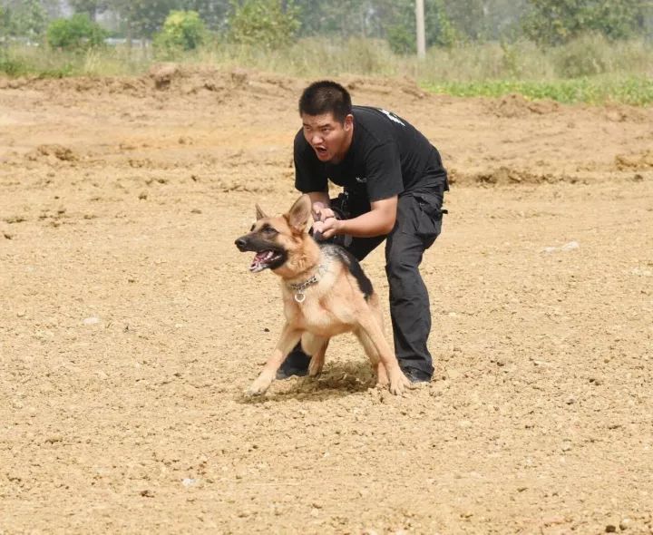 致力于将警犬基地打造为全国警犬示范基地