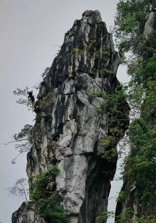 广西崇左市罗白乡,白头叶猴栖息地范围内有一座酷似拇指的喀斯特石山