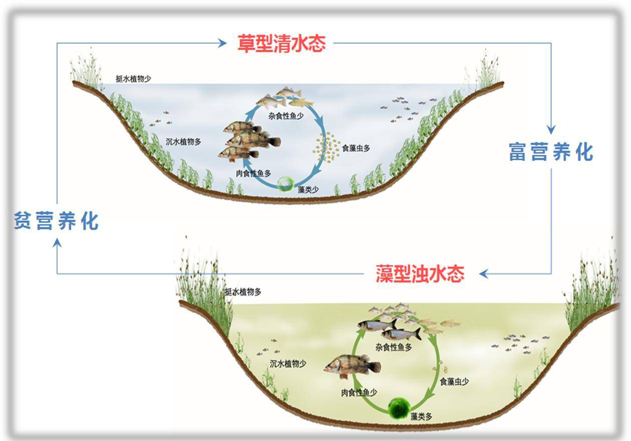 由"浮游动物—水下森林—水生动物—微生物群落"立体共生系统