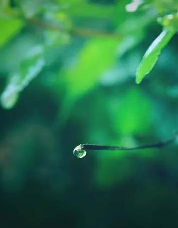 图语流——雨后之美,清新自然