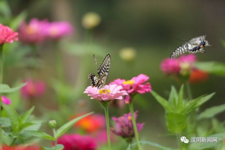 那么美|蝶恋花