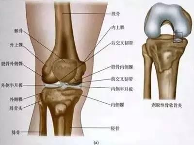你能避免95%的膝盖受损 膝关节,我们每天都在使用却明显被低估的部位