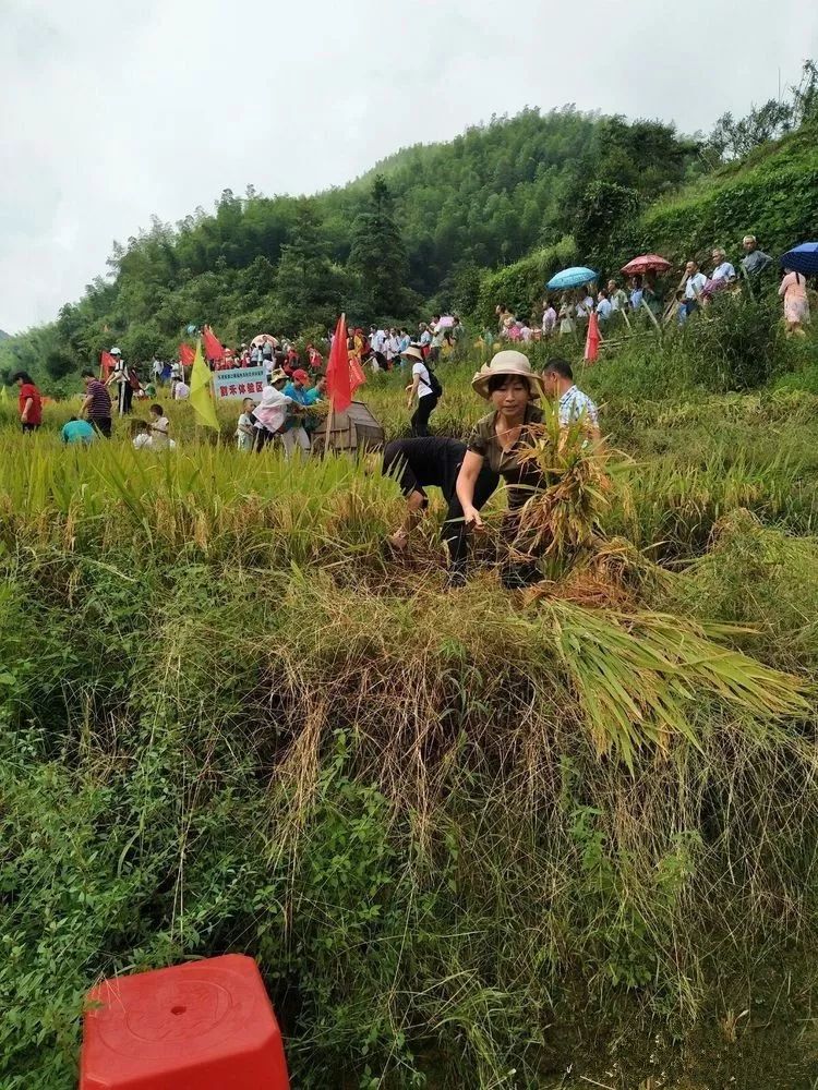 2017年9月23日,遂川县禾源镇第二届稻作文化体验节在洞溪村开幕,遂川