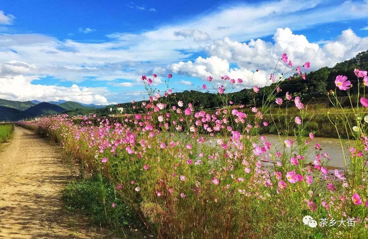 大街格桑花美翻了,我们一起去散步,赏花吧