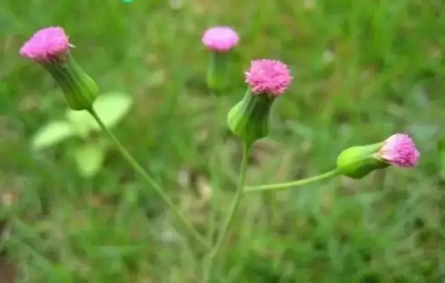 一点红采摘嫩梢,沸水焯后,加蒜蓉炒食