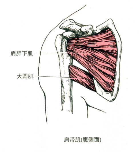 (5)大圆肌 部位:冈下肌,小圆肌下方. 起点:肩胛骨下角背面.