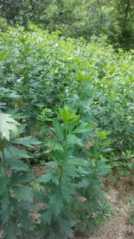 乌药种植建设有机生态茶园在陕西省西乡县回龙村,航空工业于2015年