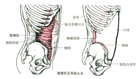 内衣勒的肋骨疼_肋骨外翻图片(2)