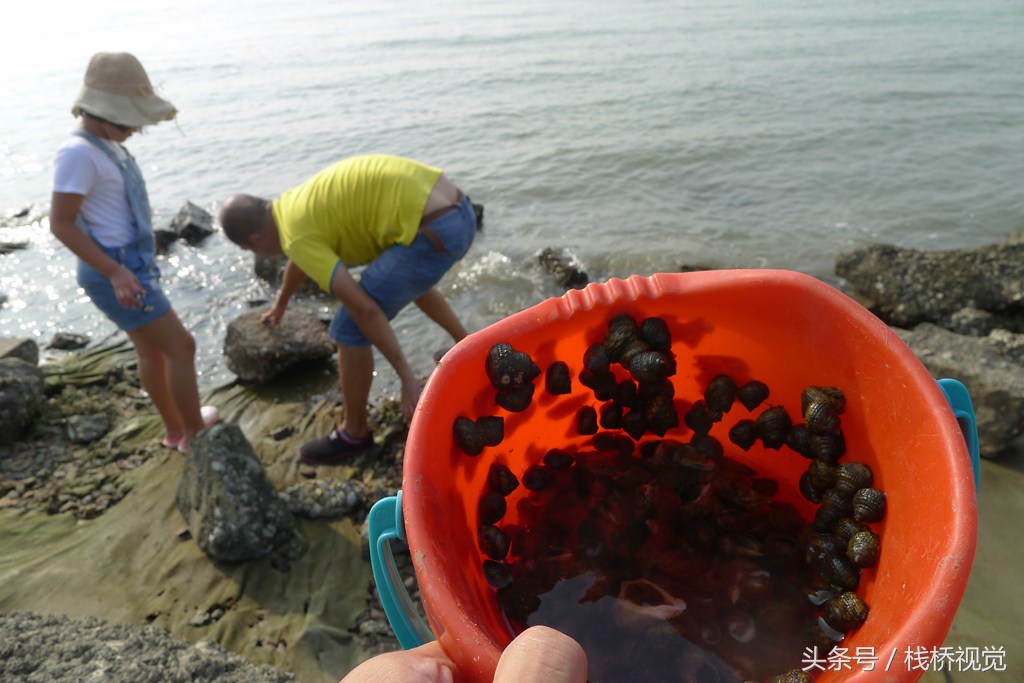 胶州湾赶海捡辣螺翻开大石头密密麻麻全是,纯天然食材