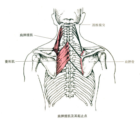 部位:脊柱两侧,由棘肌,最长肌和髂肋肌三部分组成.