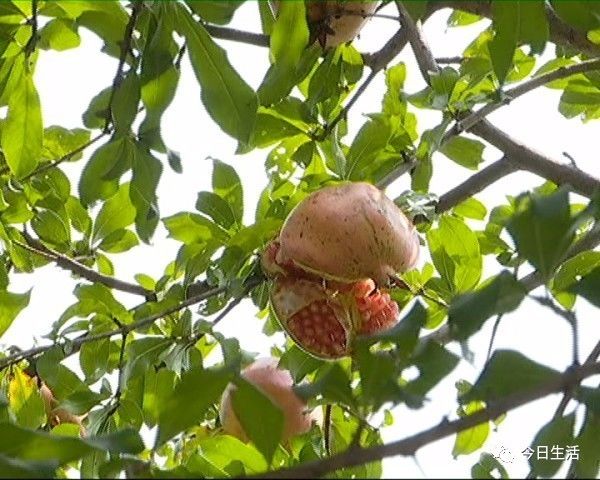 一颗石榴引发的战争她摘石榴只图多子多孙但保安却为保护环境万般阻拦