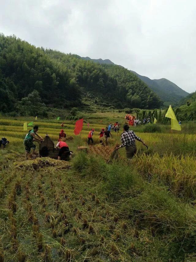 2017年9月23日,遂川县禾源镇第二届稻作文化体验节在洞溪村开幕,遂川