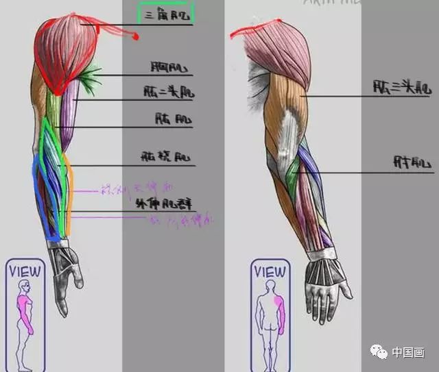 手臂肌肉  :手臂肌肉组成(直接看图2图3了解吧.)