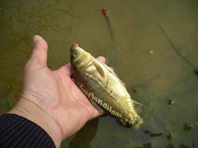 钓上来的鱼浑身只有一道鳞片, 将其放回水中不敢吃