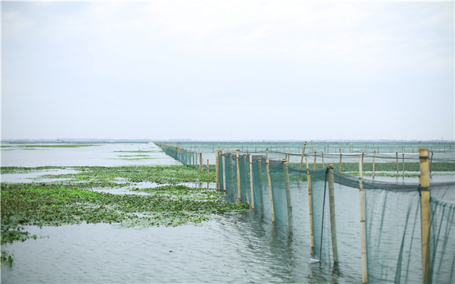 我集合了数百亩的阳澄湖东湖核心湖域作为阳澄不等大闸蟹养殖基地.