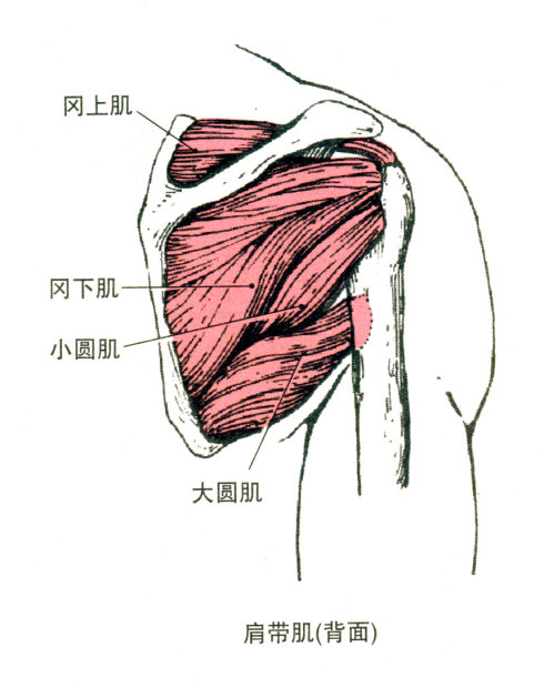 起点:肩胛下窝. 止点:肱骨小结节.