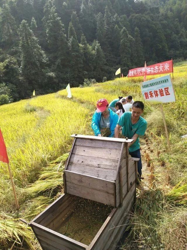 2017年9月23日,遂川县禾源镇第二届稻作文化体验节在洞溪村开幕,遂川