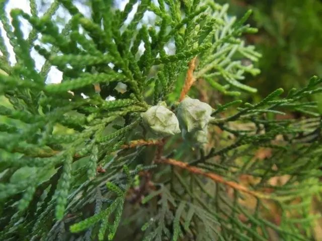为柏科植物侧柏platycladus orientalis(l.)franco的干燥成熟种仁.