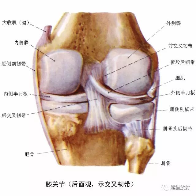 【解剖】膝关节系统解剖图 矢状mri 示意图