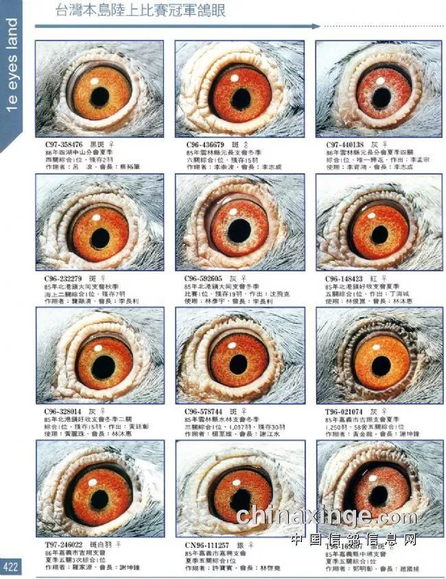 图几十羽冠军鸽眼欣赏千里挑一的强悍鸽王都有一双这样的眼睛