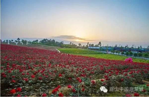 4月的仁寿天府花海