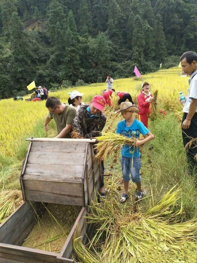 2017年9月23日,遂川县禾源镇第二届稻作文化体验节在洞溪村开幕,遂川