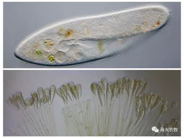 同一片区域养虾,为何别人的成功率比你高?只因他多了