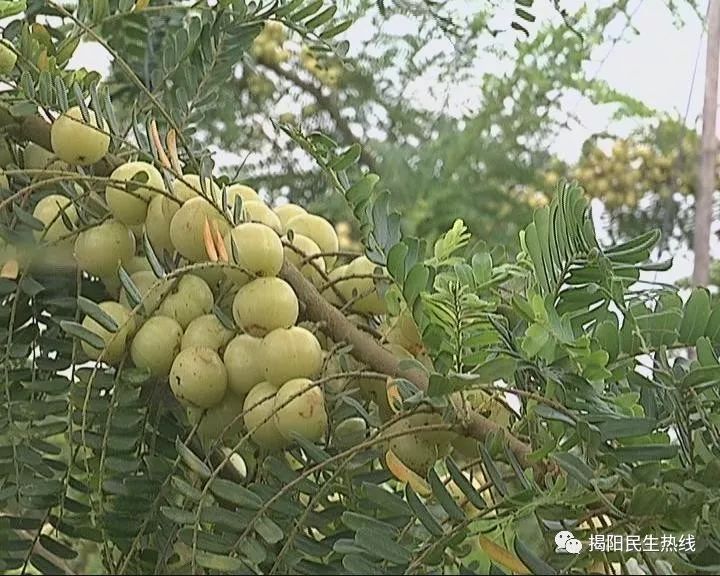 陈小陈的叔公陈木河种植油甘有30多年了,现在在这