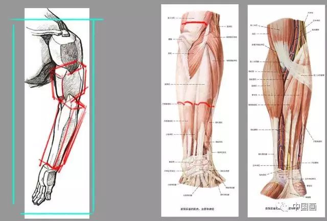 c:手臂体块理解和前臂肌肉的图解(图5)