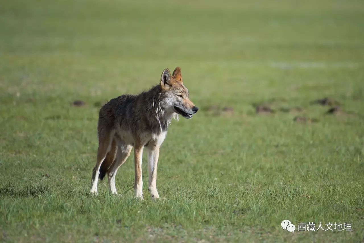 野狼,高山秃鹫等动物共同生活在西藏高原这片丰盛的土地上,它们相生