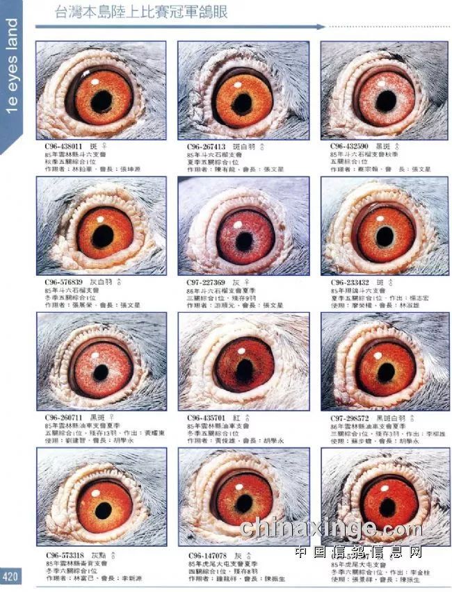 【图】几十羽冠军鸽眼欣赏,千里挑一的强悍鸽王都有一双这样的眼睛!