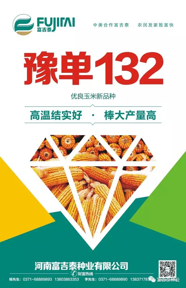 李继军博士向张延秋局长等领导介绍豫单9953农业部种子局张延秋局长