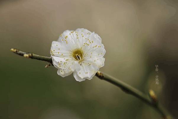 一朵花