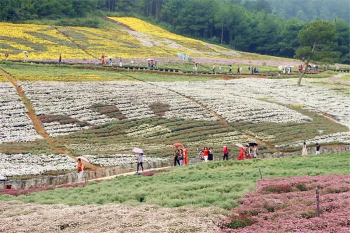 麻江卡乌药谷江村品菊季,秋季旅游首选地哦!