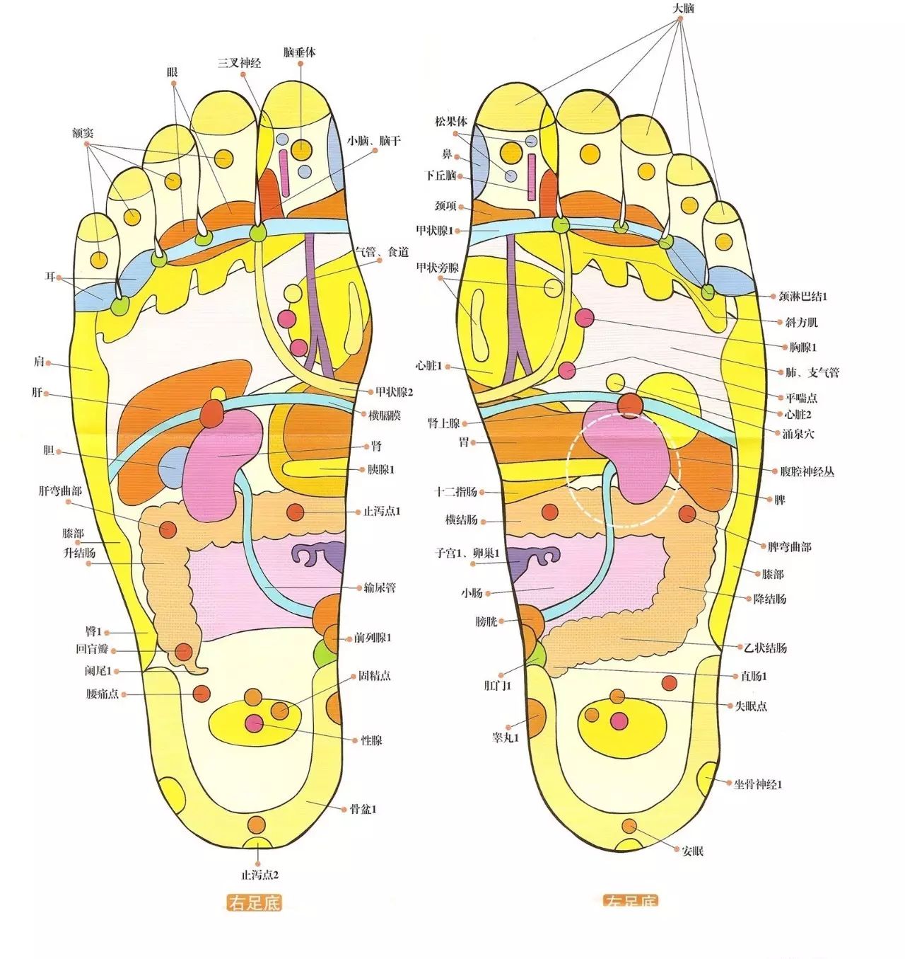 足底反射区位置,功效和手法讲解