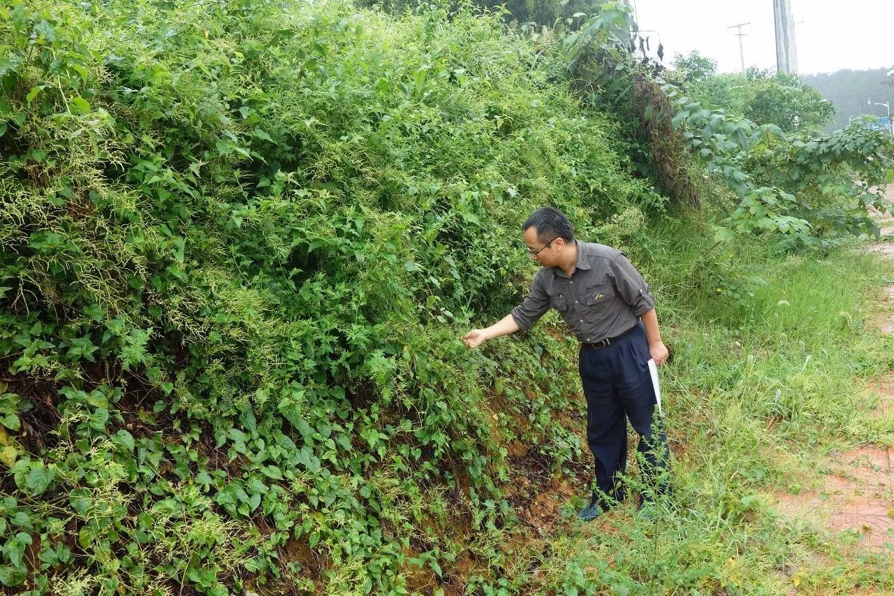 黄平县境内还未发现薇甘菊外来林业有害生物入侵