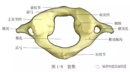 颈椎分七段,每段不好都会产生不同的疾病