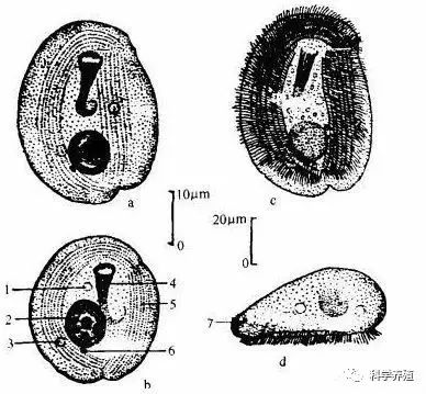 秋季严防寄生虫病斜管虫